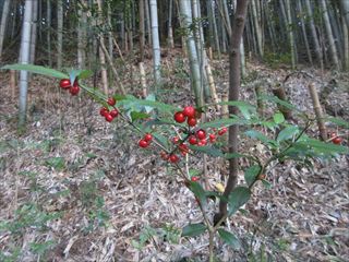 ホソバオオアリドウシ